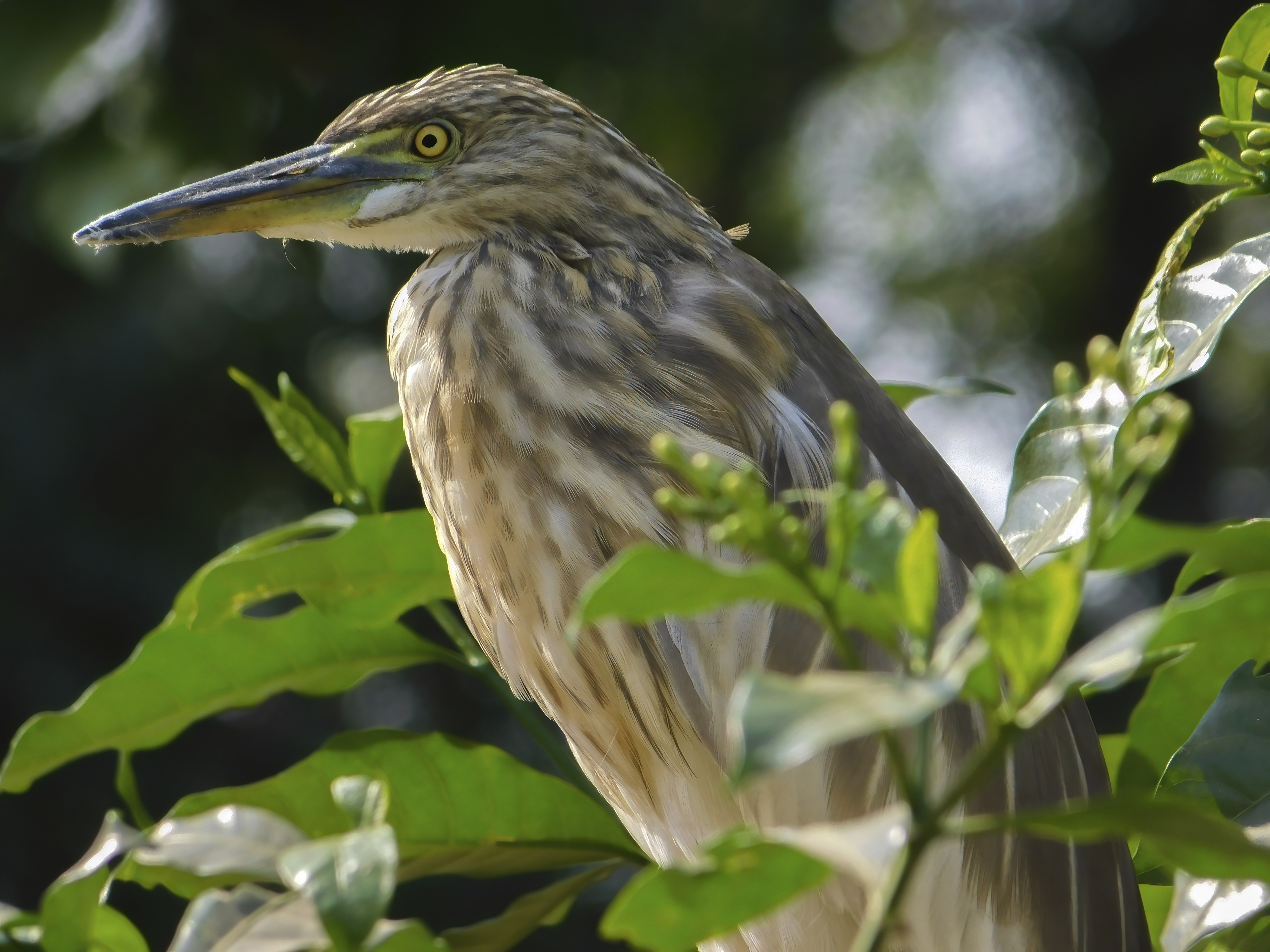 Wildlife photography