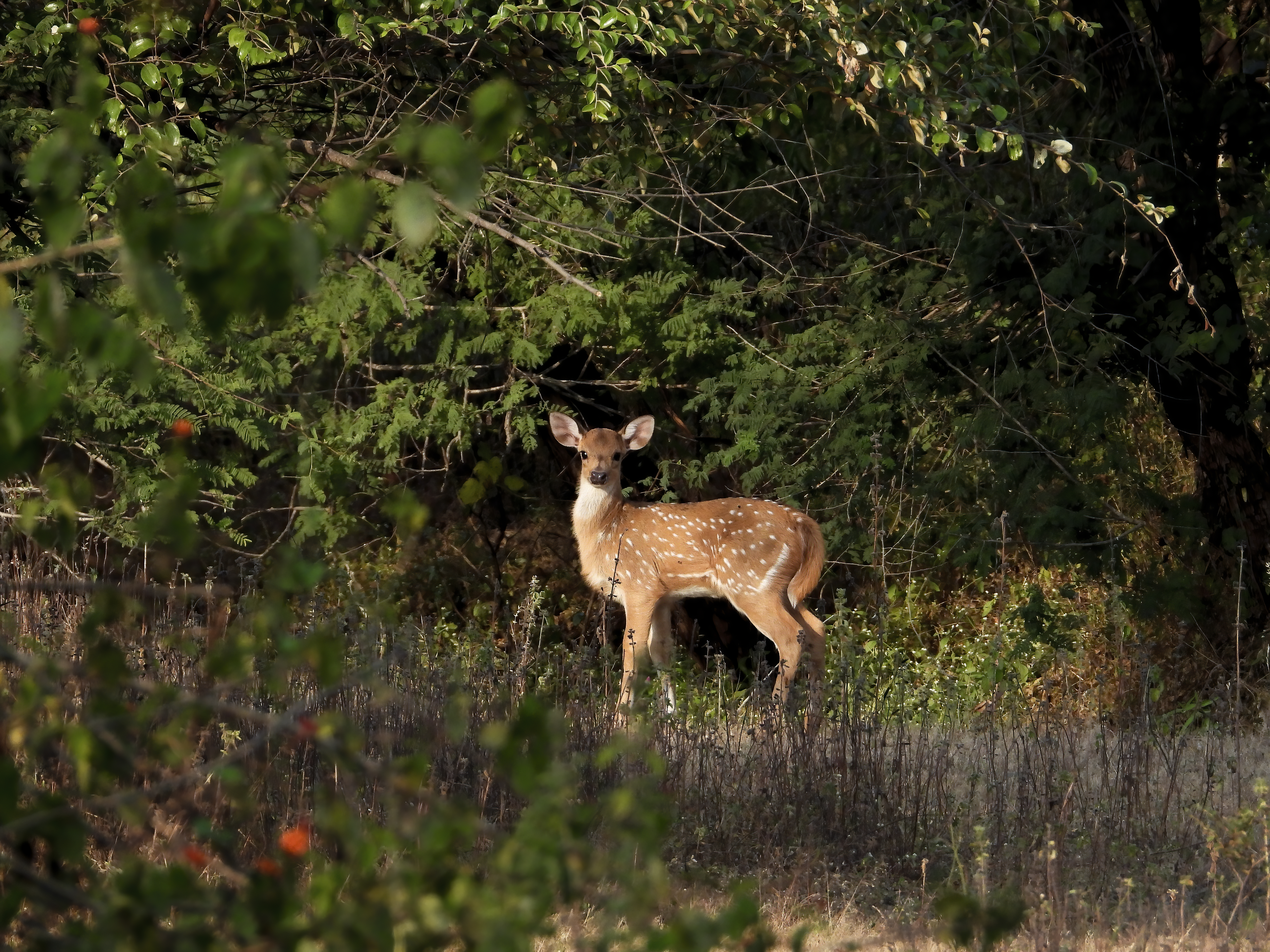 Deer