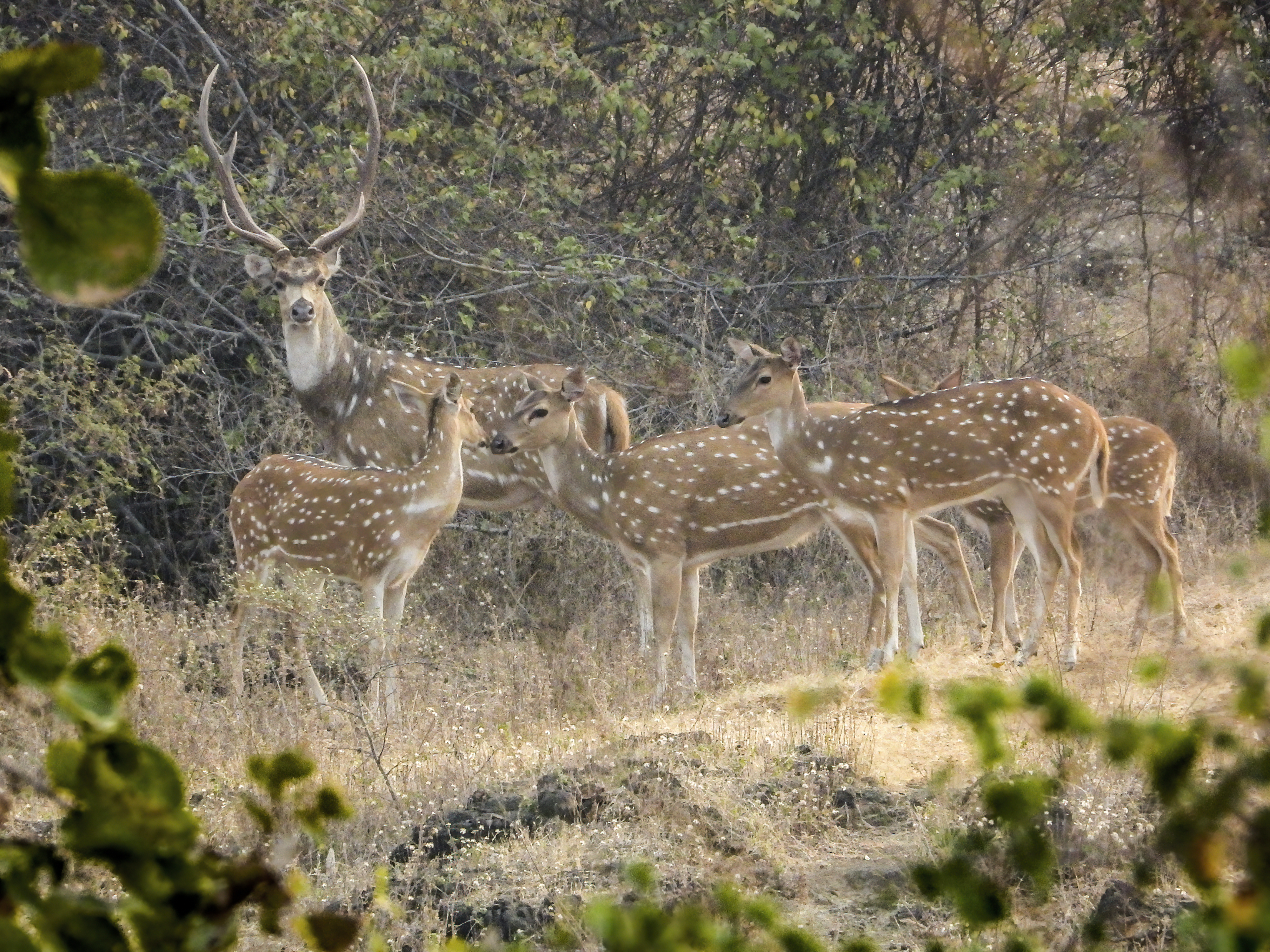 Deer in the forest