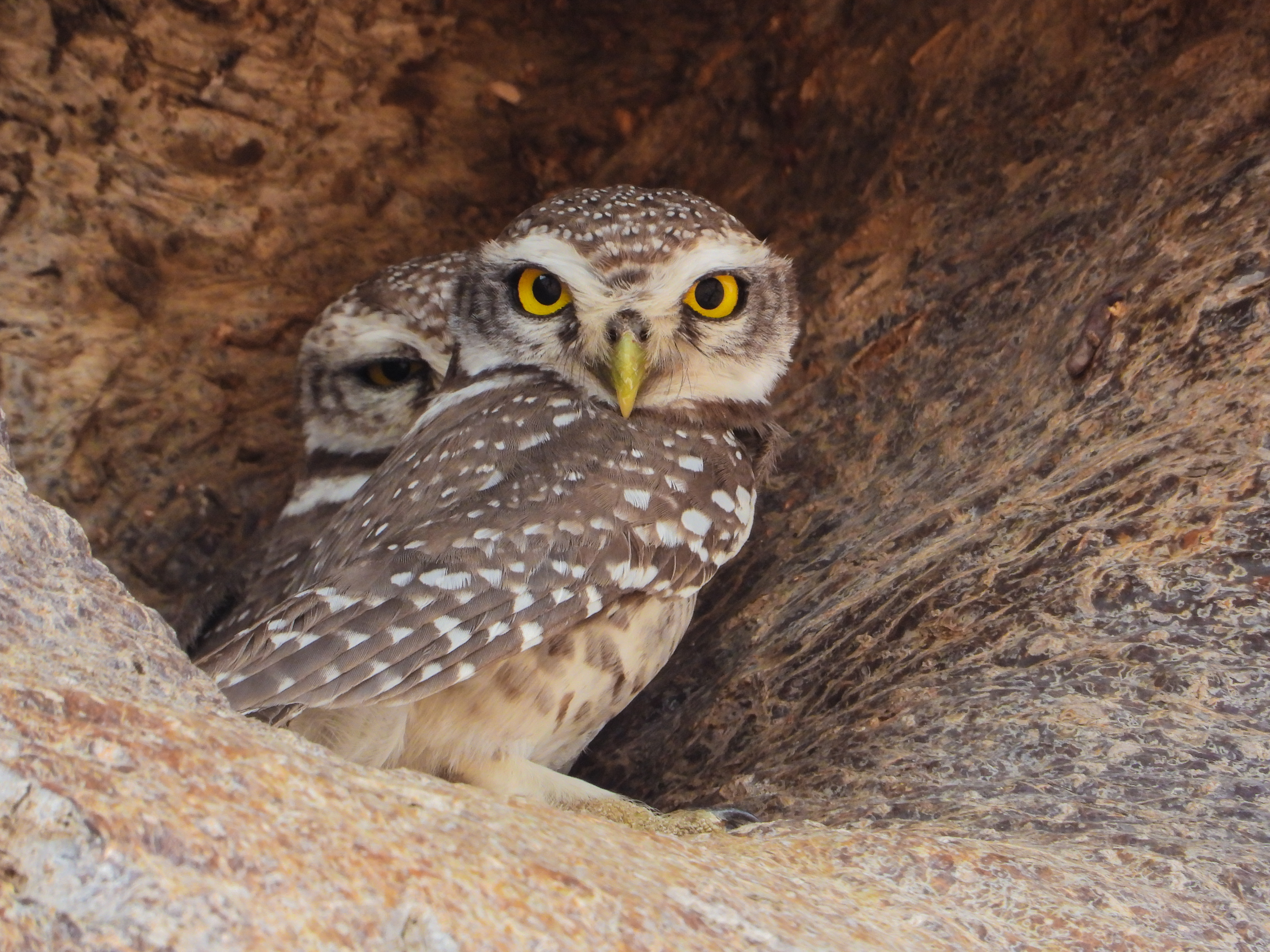 Owl