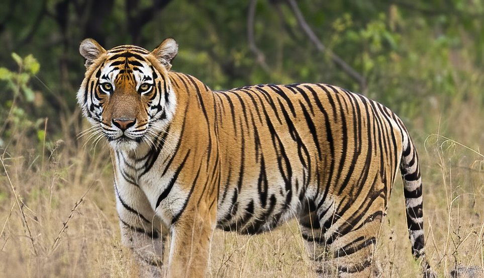Tiger in the wild