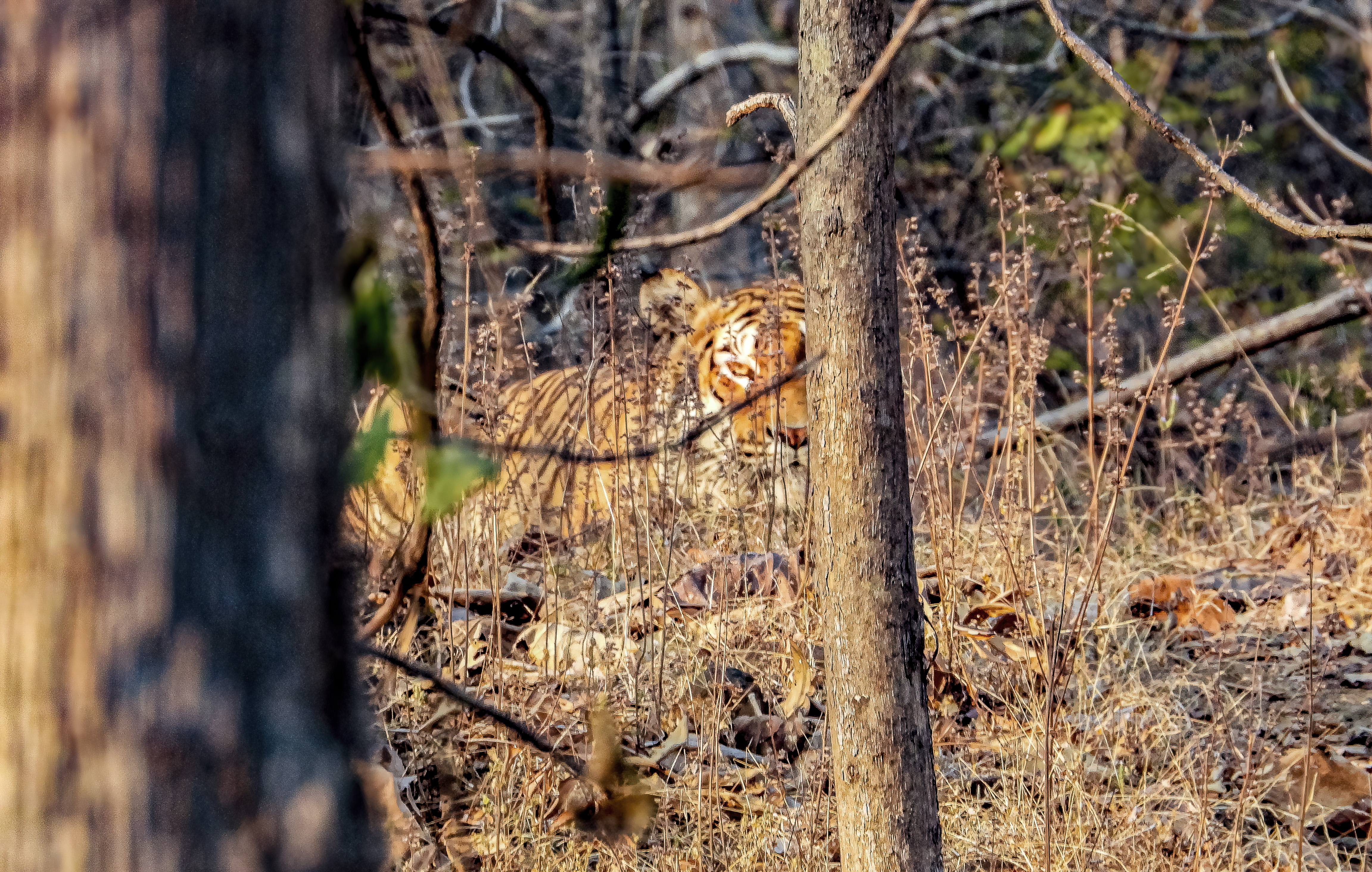 Tiger